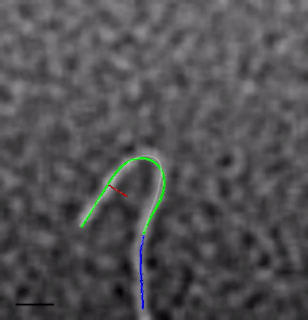 Flagella-like Beating of a Single Microtubule